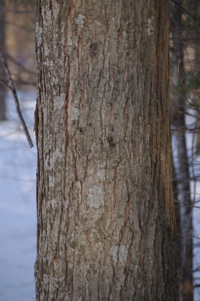 tapping maple trees