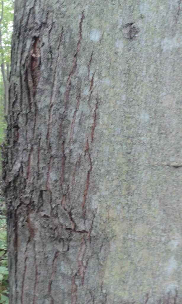 types of maple tree bark