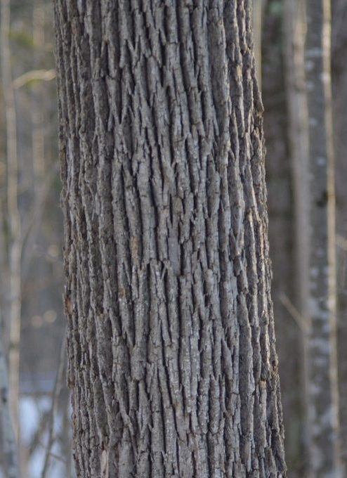 Identifying Maples And Tapping For Syrup Barkleyvale Farms Maple Products